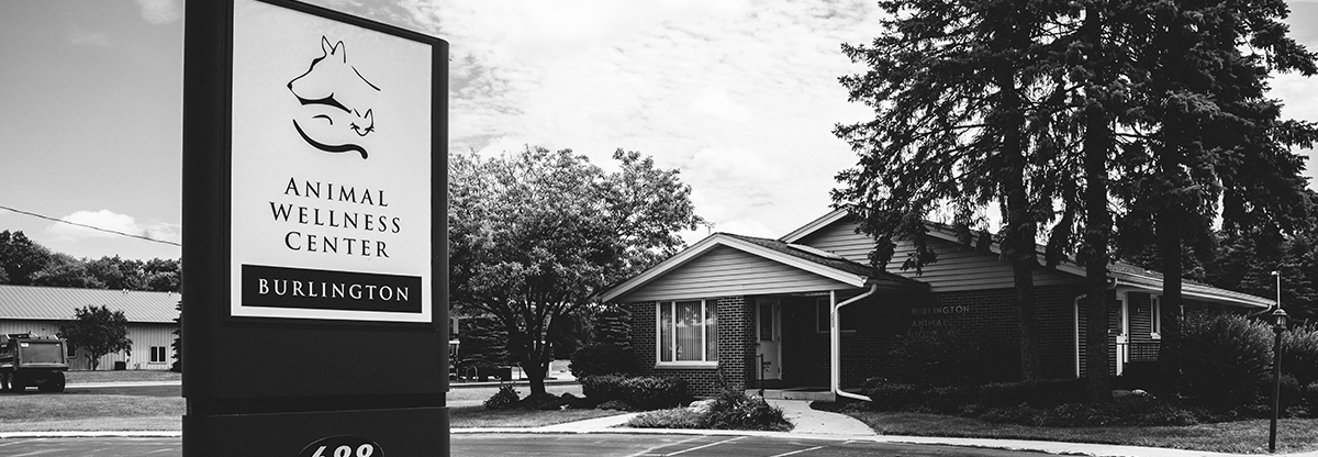 Veterinarian Pet Clinic Burlington Wi Animal Wellness Center