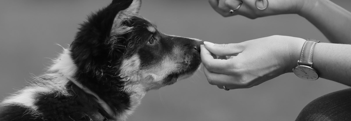 Does Your New Pet Need Puppy Training Classes?