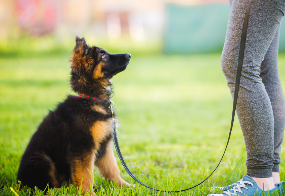 what do dog obedience classes teach