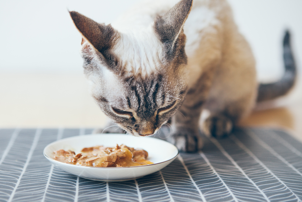 choosing-a-healthy-diet-for-your-pet-strip3