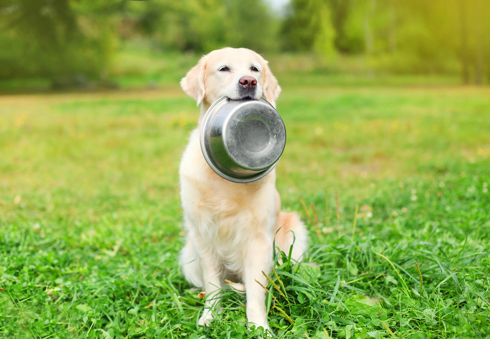 choosing-a-healthy-diet-for-your-pet-strip4