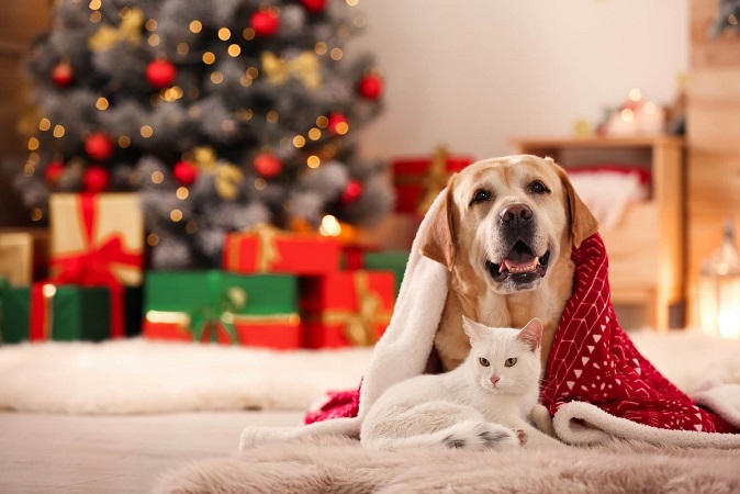 How to Make the Holidays Happy for Pets