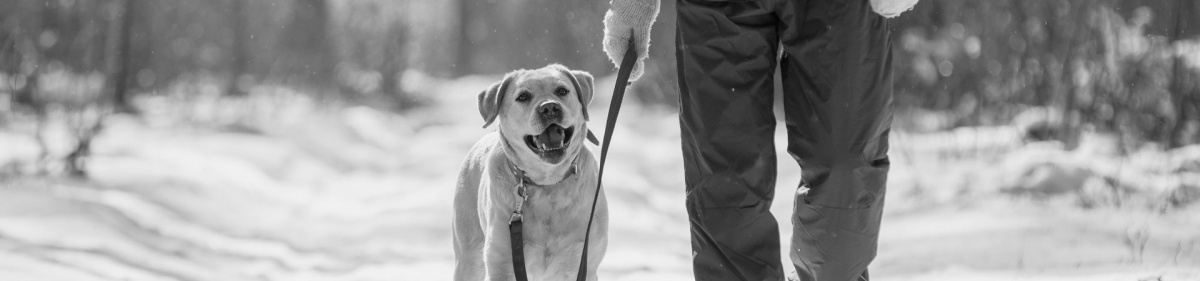 The Benefits of Walking Your Dog (Even When It’s Cold Outside)