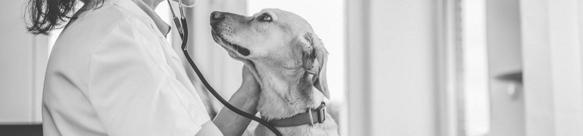 How to Pick the Right Vet for Your Pet