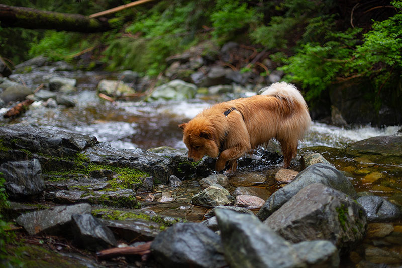 the-dangers-of-heartworm-disease-strip3