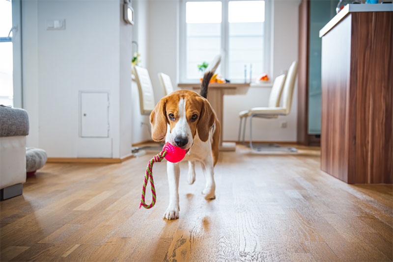 5-ways-to-keep-your-pet-active-indoors-strip2-2