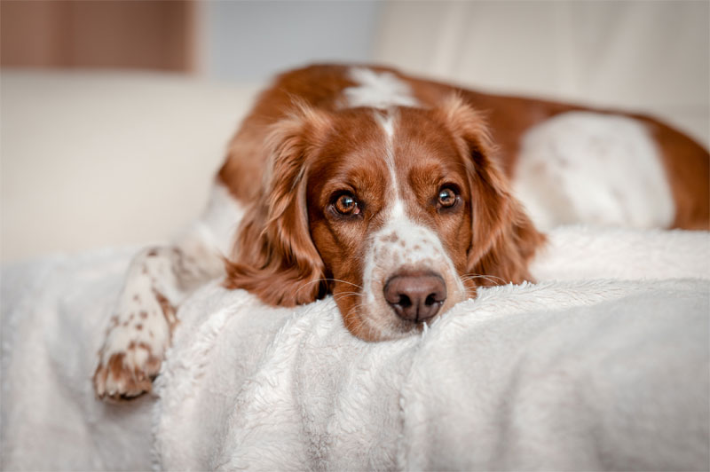 Understanding Arthritis in Dogs: Symptoms, Causes, and Treatment