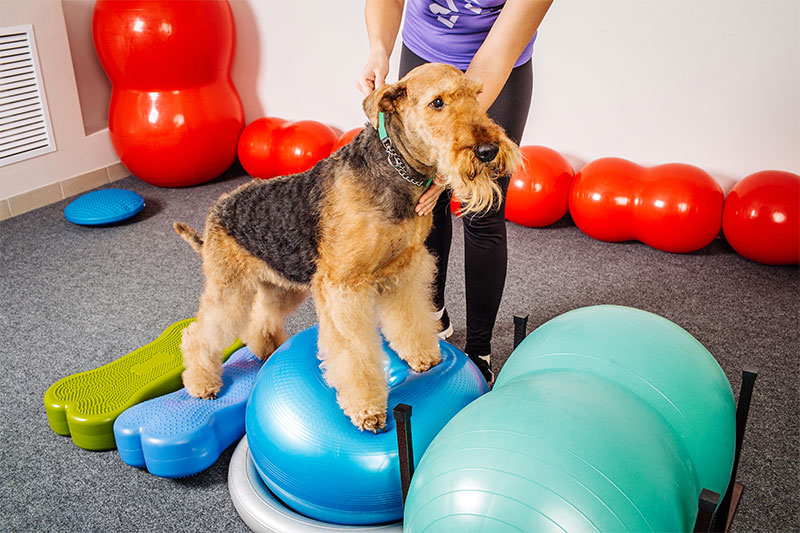 top-tips-for-keeping-your-dog-fit-strip2