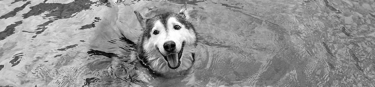 Dog Swim Safety: Do These Three Things