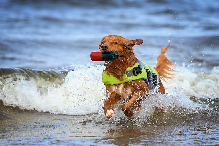 dog-swim-safety-do-these-three-things_strip1