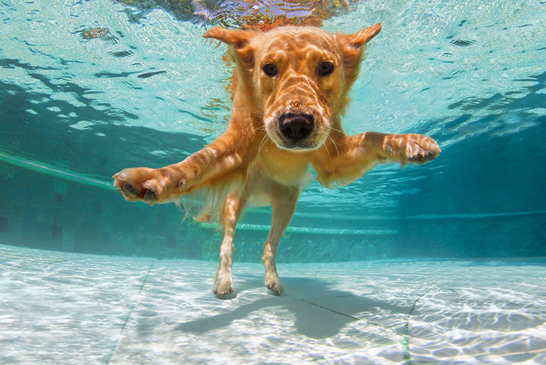 dog-swim-safety-do-these-three-things_strip2