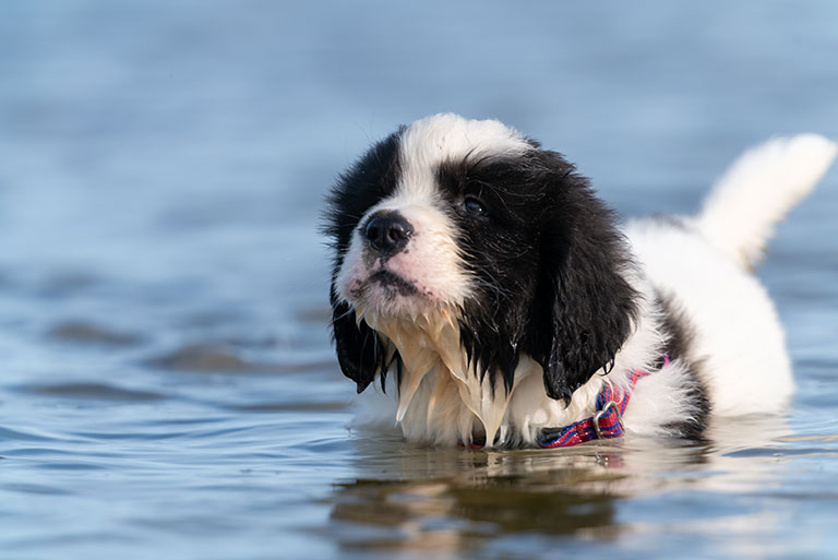 dog-swim-safety-do-these-three-things_strip3