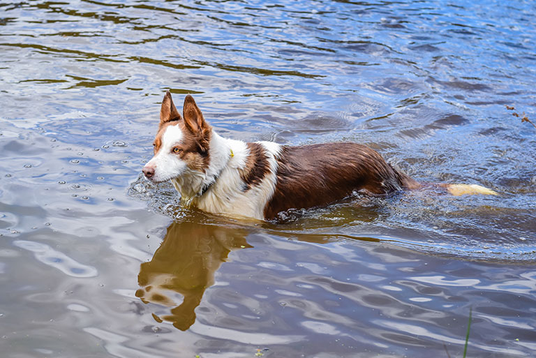 dog-swim-safety-do-these-three-things_strip4
