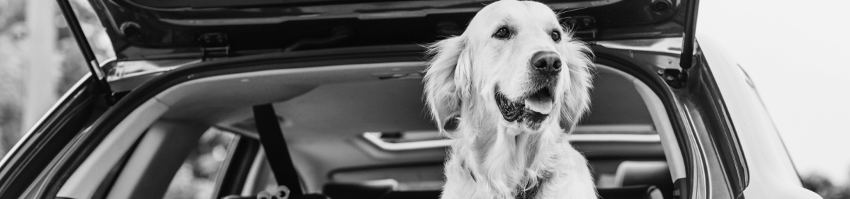 How to Hit the Road and Have Fun With Your Pet: 5 Tips for Car Trips With Pets