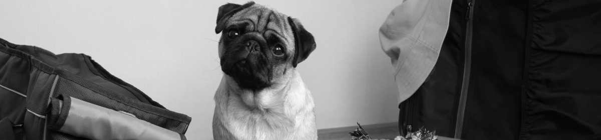 5-tips-for-disaster-preparedness-month-how-to-prepare-your-pet-for-emergencies-banner
