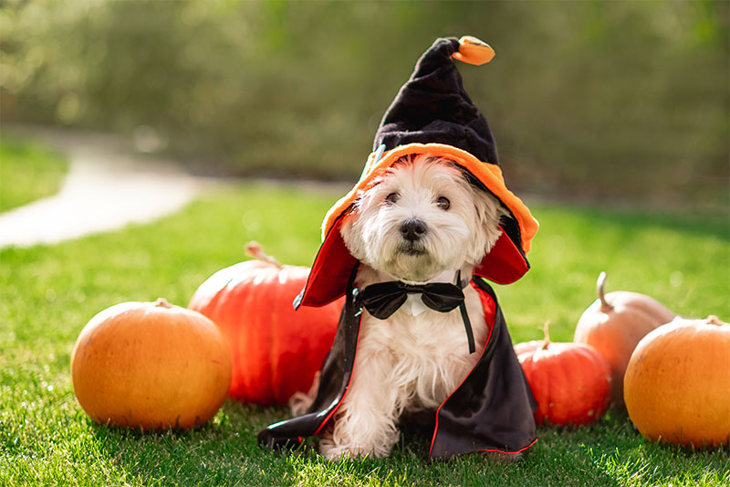 make-halloween-fun-for-everyone-5-halloween-pet-safety-tips-strip1