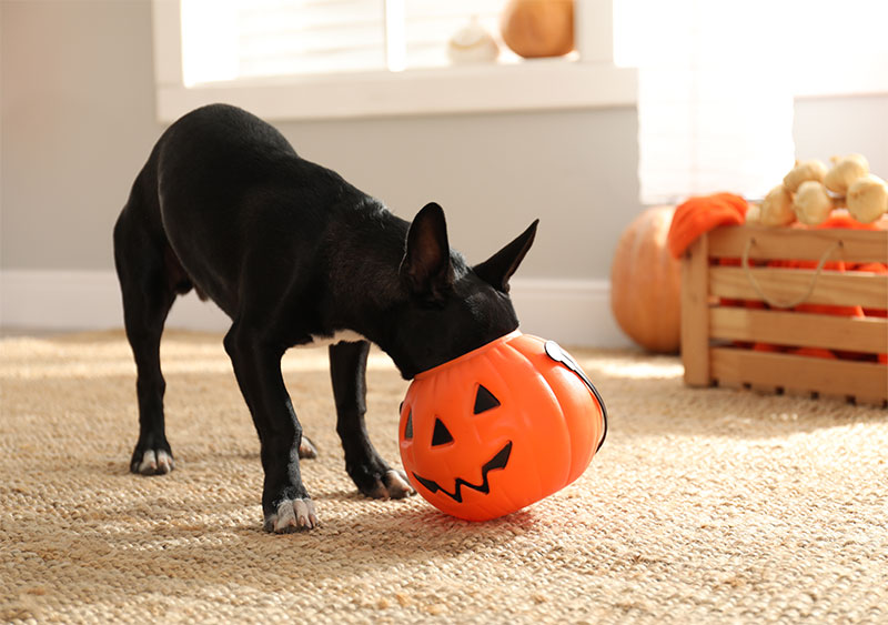 make-halloween-fun-for-everyone-5-halloween-pet-safety-tips-strip2