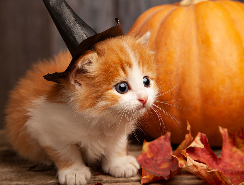 make-halloween-fun-for-everyone-5-halloween-pet-safety-tips-strip3
