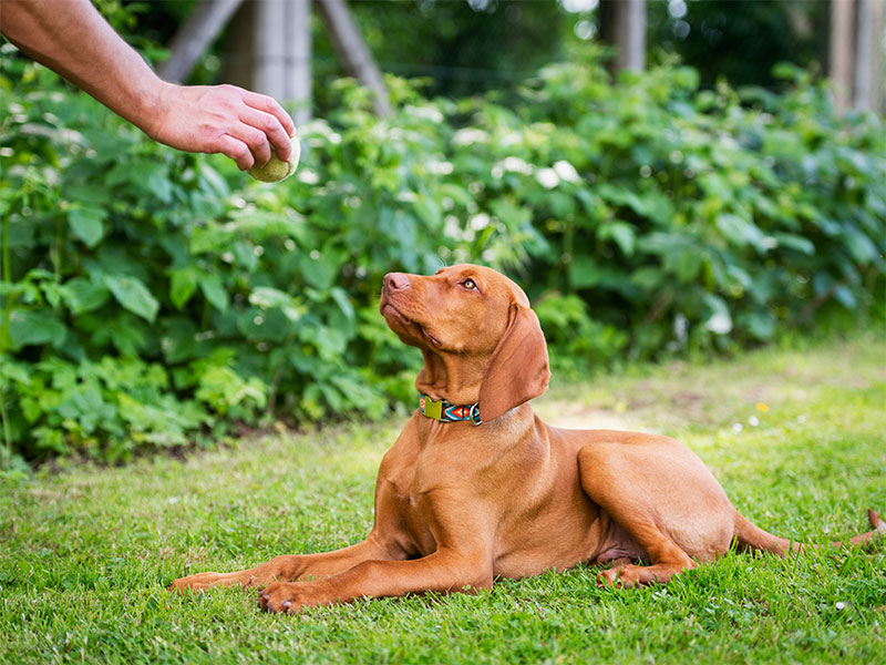 5-essential-puppy-training-tips-for-national-train-your-dog-month-strip2
