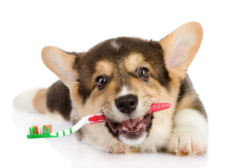pet-dental-month-5-common-dental-issues-in-dogs-strip1