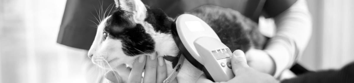 Chip Your Pet Month: 6 Essential Facts about Microchipping Your Pet