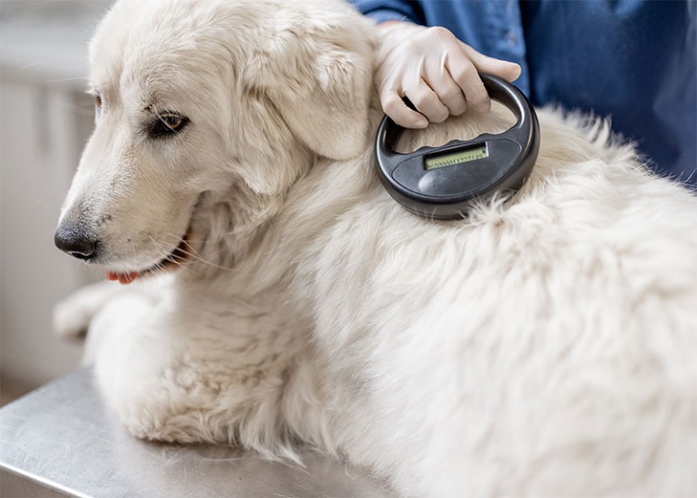 Chip Your Pet Month 6 Essential Facts about Microchipping Your Pet
