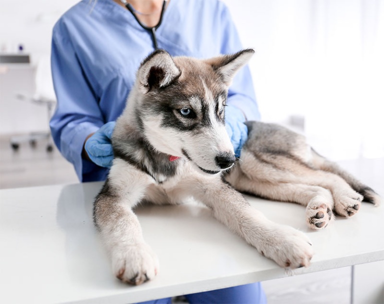 Veterinary Appreciation Day How To Show Your Vet You Appreciate Them