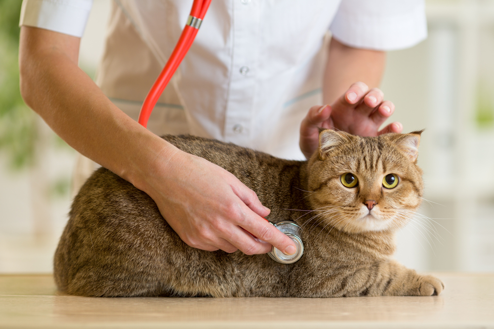 International Cat Day: Common Health Concerns in Cats