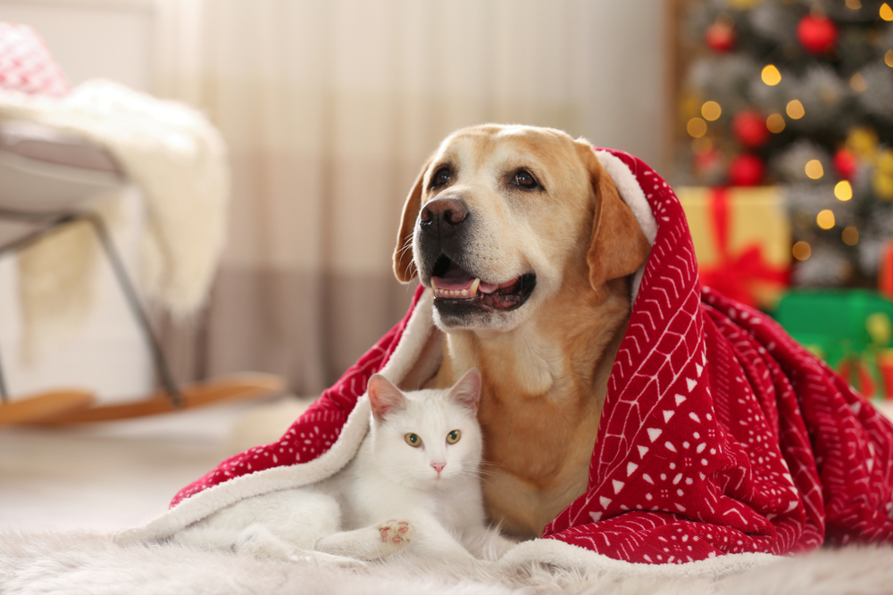 Ensuring a Merry and Safe Holiday Season for Your Furry Friends