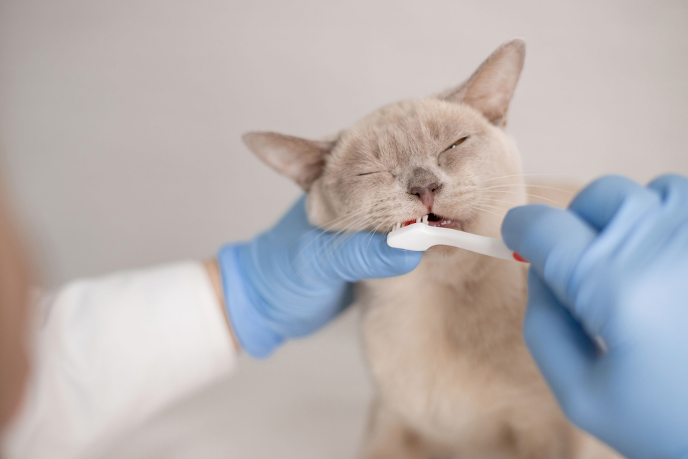 Understanding Why Your Cat’s Breath Stinks: A Guide to Feline Dental Care